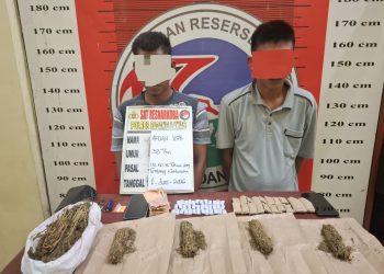 Satres Narkoba Polres Padang Lawas Tangkap Dua Terduga Pengedar Ganja, Ratusan Gram Barang Bukti Disita
