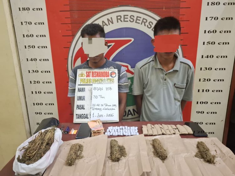 Satres Narkoba Polres Padang Lawas Tangkap Dua Terduga Pengedar Ganja, Ratusan Gram Barang Bukti Disita