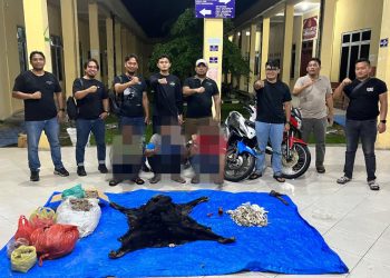 Polres Simalungun Bongkar Perdagangan Satwa Dilindungi, 30 Kg Sisik Trenggiling hingga Kulit Beruang Madu Disita