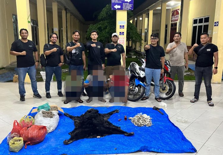 Polres Simalungun Bongkar Perdagangan Satwa Dilindungi, 30 Kg Sisik Trenggiling hingga Kulit Beruang Madu Disita