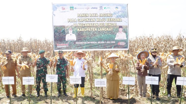 Wakapolres Langkat Hadiri Panen Raya Jagung Bersama Gapoktan Maju Bersama di Sei Bingai