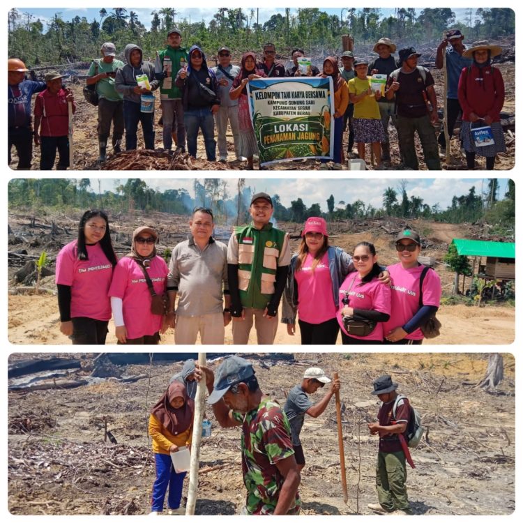 Didampingi Penyuluh Pertanian, Kelompok Tani Karya Bersama Mulai Pengembangan Jagung Hibrida