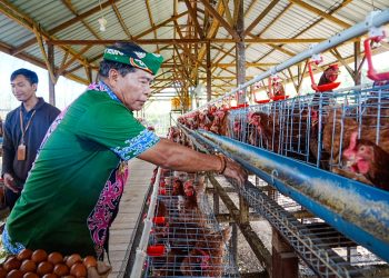Gubernur Panen Perdana Ayam Petelur, Perkuat Ketahanan Pangan dan Gizi Masyarakat 