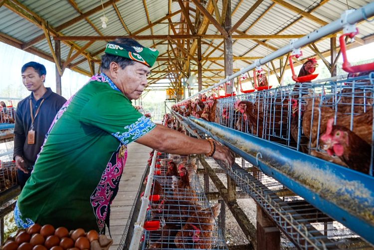 Gubernur Panen Perdana Ayam Petelur, Perkuat Ketahanan Pangan dan Gizi Masyarakat