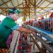 Gubernur Panen Perdana Ayam Petelur, Perkuat Ketahanan Pangan dan Gizi Masyarakat