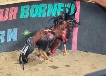 Tameng Latihan Hancur oleh Bukti Kejuaraan: Ironi Penegakan Hukum Judi Sabung Ayam di Medan Johor