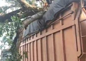 Pohon Tumbang Timpa Truk di Desa Pematang tengah, Polisi Bergerak Cepat Evakuasi Lokasi