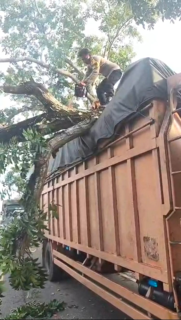 Pohon Tumbang Timpa Truk di Desa Pematang tengah, Polisi Bergerak Cepat Evakuasi Lokasi