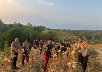 Polsek Sepaku Perkuat Ketahanan Pangan, Panen Jagung di Sukomulyo